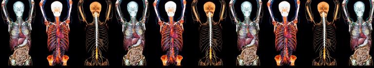 Anatomical Sciences (Online Learning)