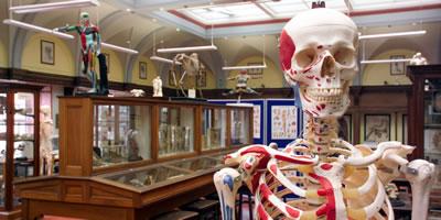 The Anatomical Museum