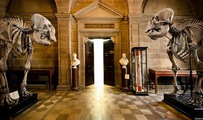 two Asian elephant skeletons at the Anatomical Museum entrance