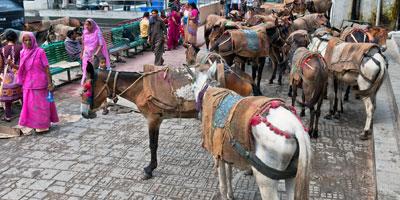 Photo of donkeys for Carrying Pilgrims in Katra, Mata Vaishno Devi India