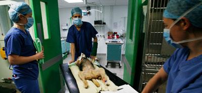 A brown-black dog spread out on a trolley, being wheeled into an operating theatre by three vets