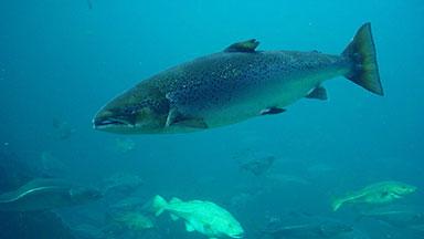 Image of a salmon