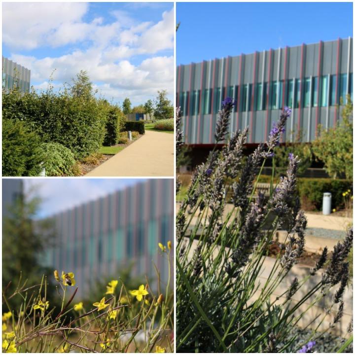 Collage of images showingh CRM building in background with garden in foreground