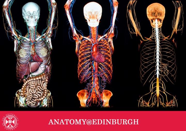 Three different layers of the human body, Anatomage table