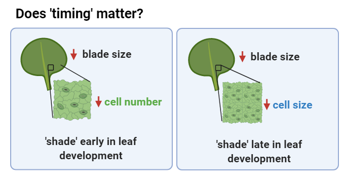 Leaf development