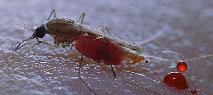 A mosquito after taking a blood meal
