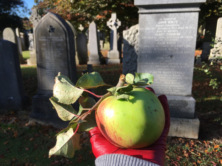 A photograph of a green apple in someone's outstretched hand. The person in the photo is wearing a red glove. In the background there are grey tombstones, green trees and blue sky overhead. 