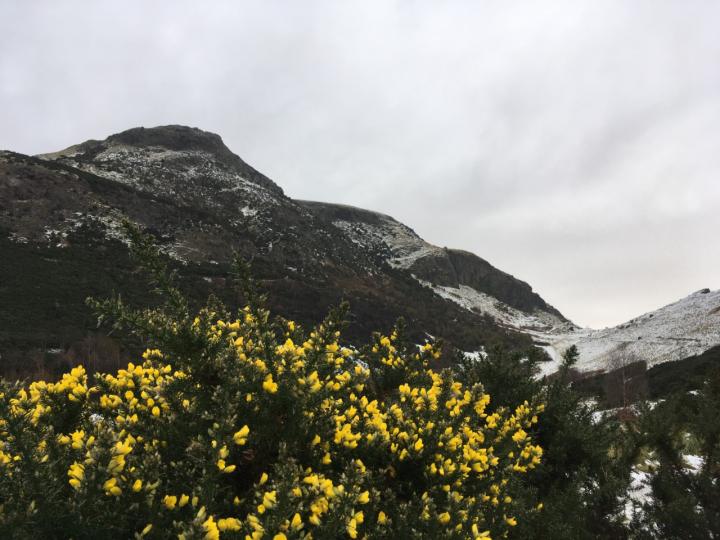 Photograph of Arthur's Seat in The Snow. In the foreground there are yellow flowers and plants. 