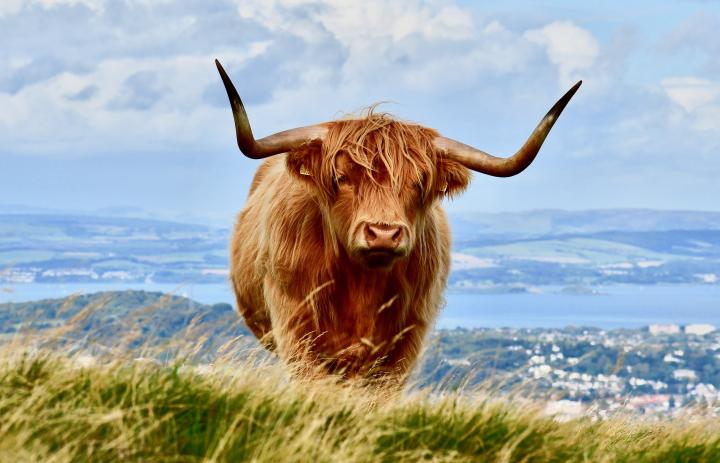 Edinburgh Global Photography Competition 2017 entry by Ashley Lee of a Highland Cow on the Pentland Hills