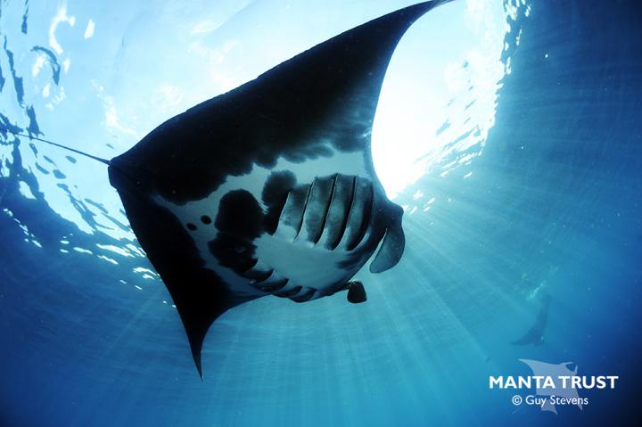 Manta rays under the water