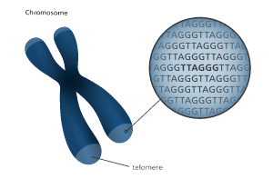 Diagramma che mostra dove si trovano i telomeri sul cromosoma. Image courtesy of Genome Research Limited and taken from www.yourgenome.org