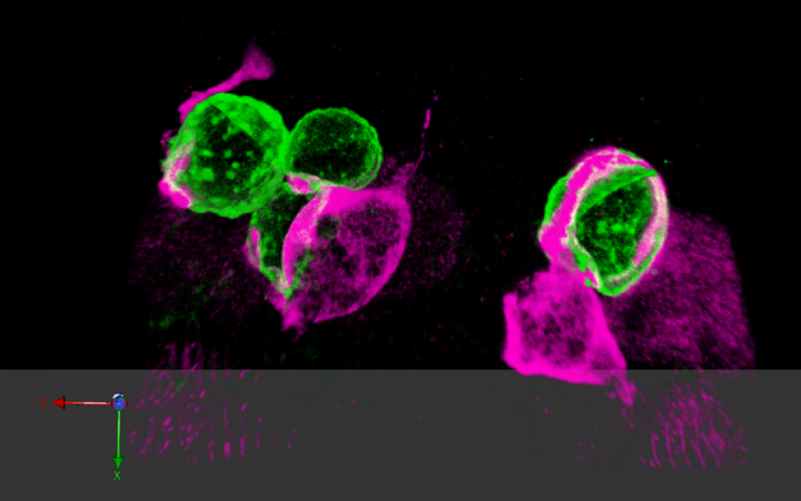 A fluorescent immunostaining image showing two macrophages (magenta) containing large phagosomes within a PNC (Green) clone. 