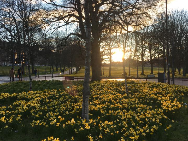 Picture of a tree surrounded by daffodils, with the sun setting in the distance 