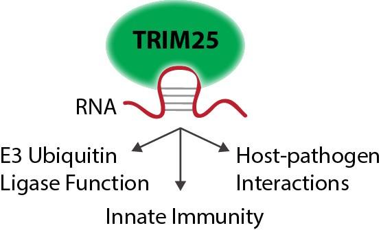 E3 ubiquitin ligase TRIM25 is newly identified RNA‐binding protein which is emerging as a key factor in the innate immune response to RNA viruses.