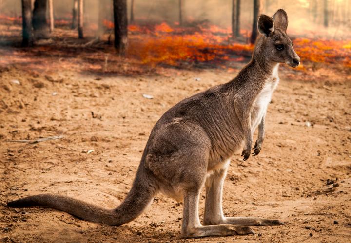 A kangaroo rescued from the bushfire