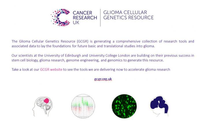Glioma-cellular
