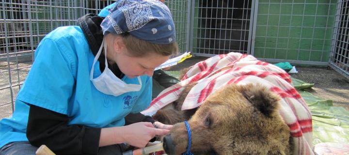 Heather Bacon assessing a bear whilst sedated