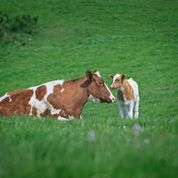 Photograph of a cow with her calf in a field. 
