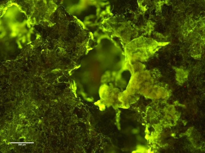Image of bacteria (fluorescent green) growing on basalt rock (credit_Rosa Santomartino)