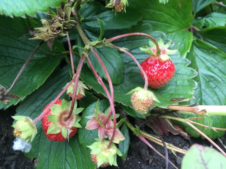 Close up photograph of Strawberry plants in a garden. In the middle of the picture are two red ripe strawberries and beside them green strawberries waiting to ripen. 