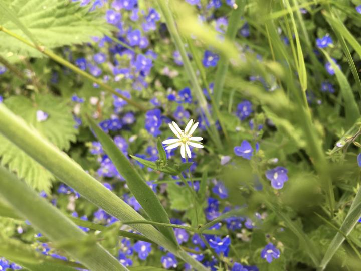 Photograph of two plants up close, Stitchwort and germander speedwell