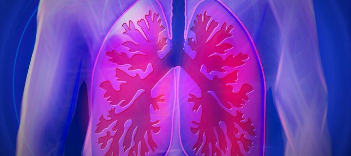 Lungs graphic