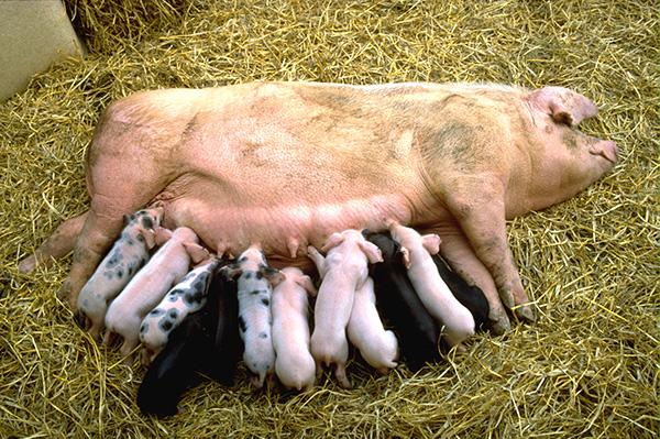 Several piglets feeding with their mother.
