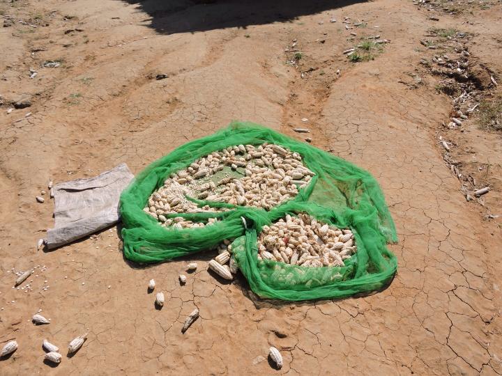 Photo of dried maize which becomes scarce in countries such as Malawi in the dry months. Photo by Dr Mhoira Leng