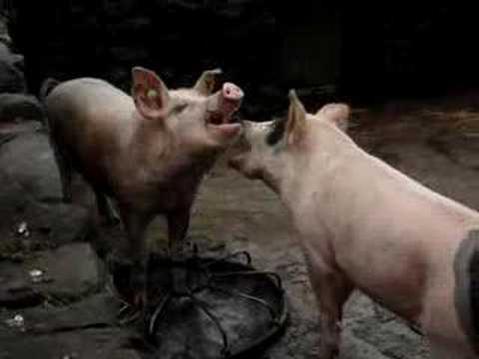 Insights into behaviour could help limit aggression between pigs.