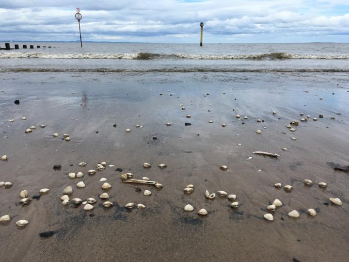 Photograph of Portobello beach with clam shells lying on the beach. 