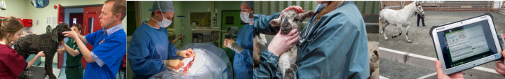 Banner composite image featuring multiple images of vets caring for animals.
