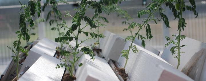 The system uses tall, slim, transparent containers, known as rhizoboxes, to grow individual chickpea plants
