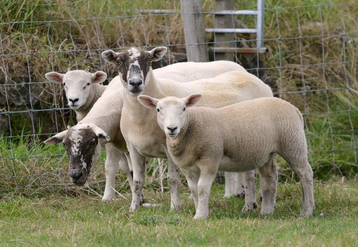 Image of a group of sheep taken from a distance.