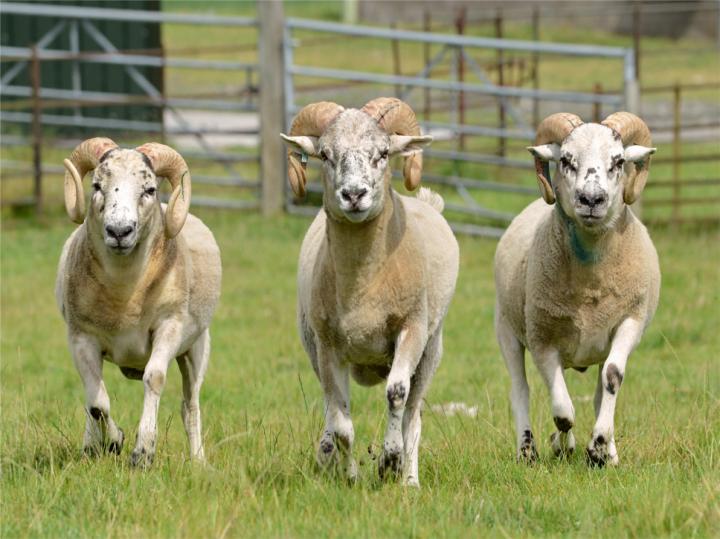 three sheep running in the fields