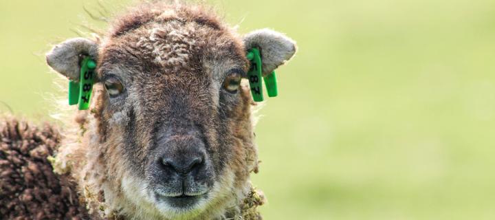 Soay sheep ewe