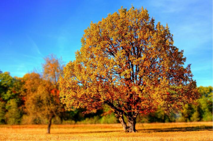 Photograph of a large tree with orange and yellow leaves. Beside the tree on the ground are lots of orange and yellow leaves. 