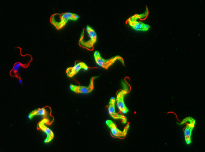 The stumpy form of Trypanosome parasites (green), with DNA shown in blue and the flagellum in red