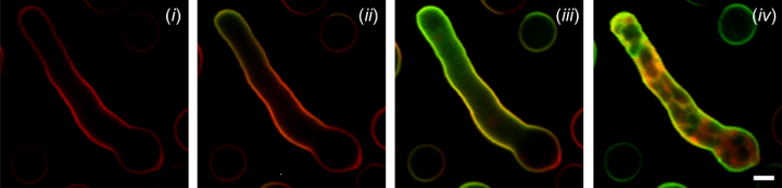Time-lapse high-resolution imaging of Aspergillus fumigatus cells 