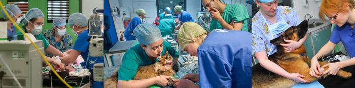 Several images of animals being cared for by vets in a clinical environment.