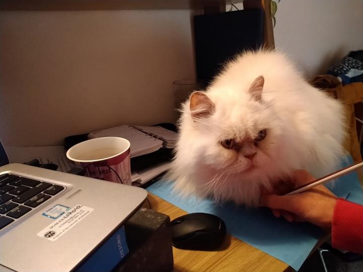 Cat sitting on Abi’s hand and paperwork