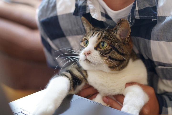 Photograph of a cat sitting on a persons lap looking at a laptop screen. 