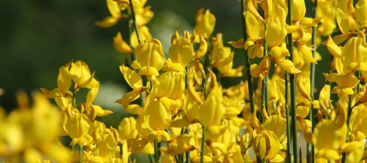 An up close photograph of gorse. There are green stems with bright yellow flowers on them. 