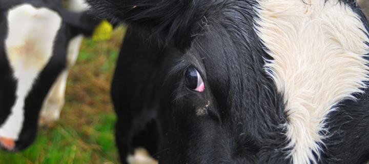A close up of a cow