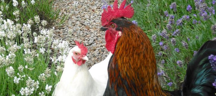 Chicken Behaviour and Welfare