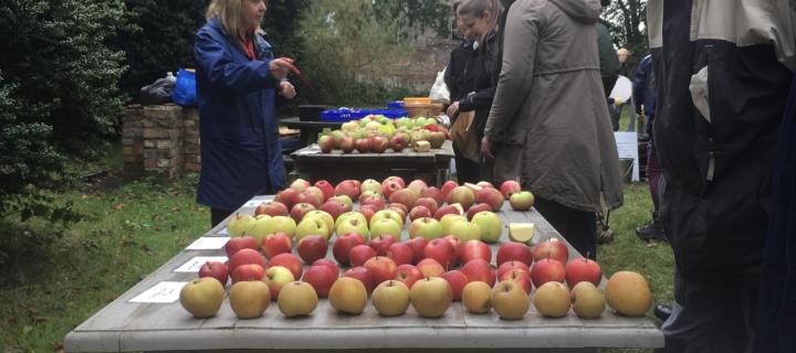 A photograph of people standing outside around three tables. On the tables there are dozens of apples lying on each table. 
