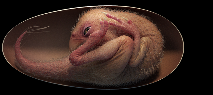 A realistic artist image of a dinosaur embryo in an egg. Its head is below the body similar to a bird embryo