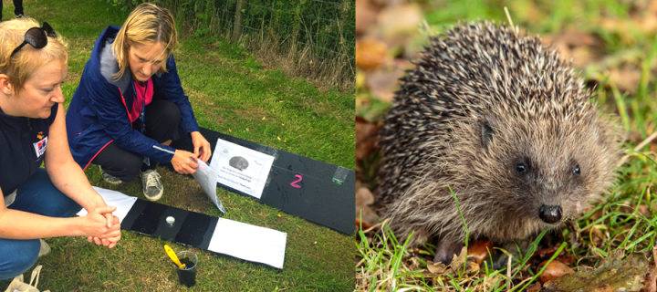 Campus to create wildlife haven for hedgehogs