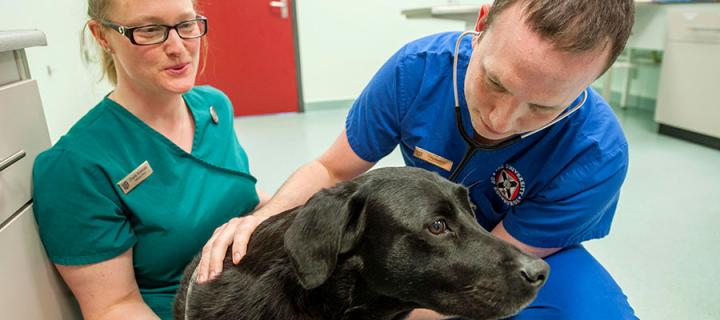 Intern with vet examining a dog