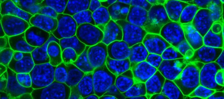 Protein on the cell membranes of mouse embryonic stem cells