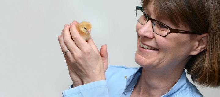 Professor Lonneke Vervelde holding a chick